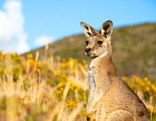 Kangaroo in wildflower meadow