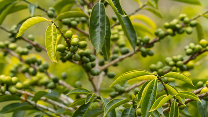 A dense cluster of green, unripe coffee cherries and lush green leaves on a plant branch