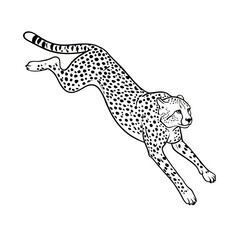 Fototapeta premium Majestic Cheetah in Full Sprint Capturing Its Incredible Speed and Agility