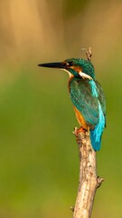 Kingfisher perched on branch (5)