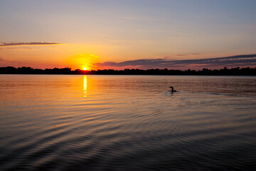 Common Loon at sunset taken in central MN