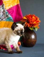 Kitten posing amidst colorful quilt and flower