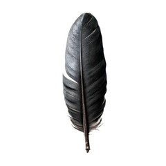 Dark raven feather isolated on pure white background
