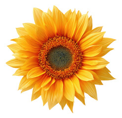 Close-up of a vibrant, radiant sunflower