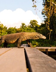 Komodo dragon on boardwalk