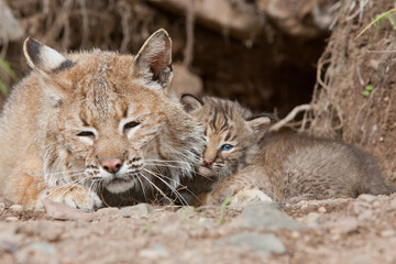 Bobcat taken in central MN under controlled conditions