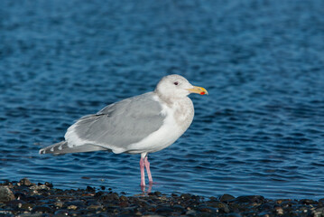 Glaucous-winged Gull taken in SE Alaska