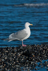 Glaucous-winged Gull taken in SE Alaska
