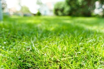 Bright green grass in sunny garden park