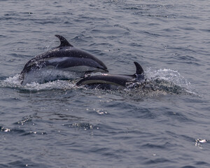 two dolphins jumping