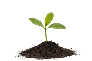 Fototapeta premium A young green plant sprout emerging from a pile of dark soil, symbolizing new life, growth, and hope, isolated on a white background