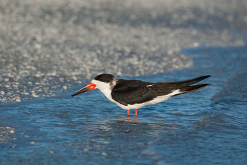 Black Skimmer taken in SW Florida