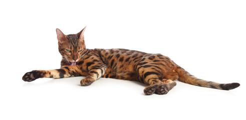 Cute Bengal cat on white background. Adorable pet