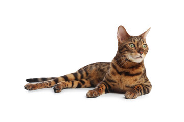 Cute Bengal cat on white background. Adorable pet