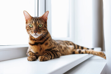 Cute Bengal cat on window sill at home. Adorable pet