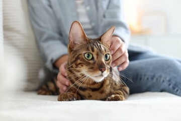 Woman with cute Bengal cat on sofa at home, closeup. Adorable pet