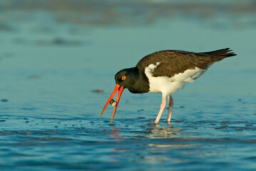 American Oystercatcher taken in SW Florida