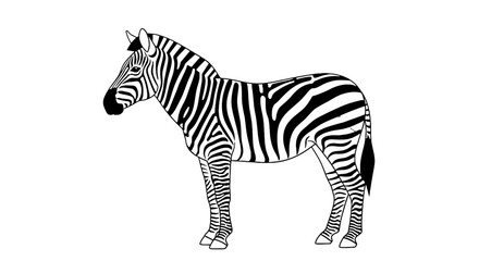 Fototapeta premium A zebra standing in profile with black and white stripes covering its entire body in a simple illustration on transparent background