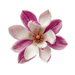 Close-up of a magnolia flower, showcasing delicate petals in shades of pink and white.  The flower's center has a reddish-brown pistil