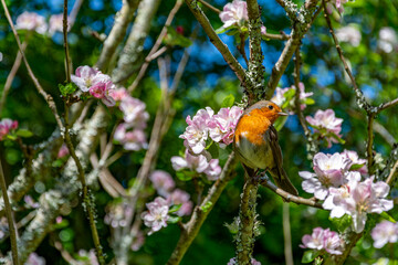 European Robin or Robin Redbreast on the branches of a blooming tree