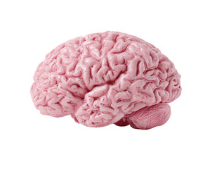 Pink brain model, profile view