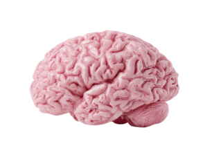 Pink brain model, profile view