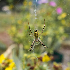 Wasp Spider (Argiope bruennichi) on Web in Natural Habitat