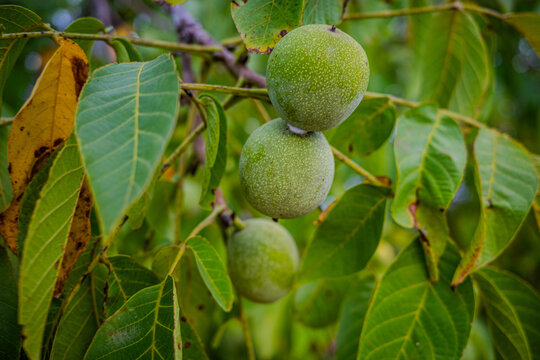 Close-up of unripe green walnuts growing on a tree branch in Başiskele, Kocaeli, Türkiye, surrounded by vibrant green leaves.