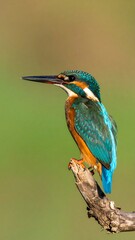Kingfisher perched on branch (3)