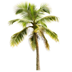 Naklejka premium Isolated tropical palm tree. Full view of a vibrant, lush palm tree, with fronds displaying varied shades of green and yellow. The trunk is a light beige. Dark background