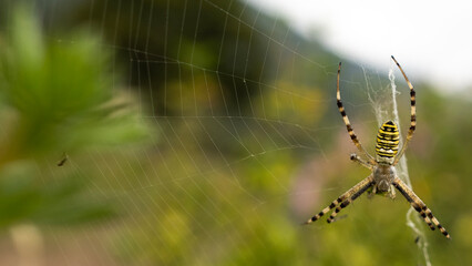 Wasp Spider Hunting in Web – Argiope bruennichi Close-up