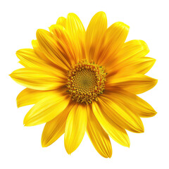 Obraz premium Vivid close-up of a vibrant yellow flower against a black background, detailed petals