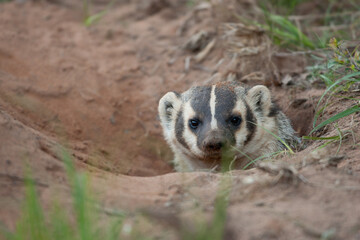Fototapeta premium Badger in den taken in northern WI in the wild