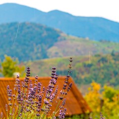 Lavender blooms on a mountain landscape