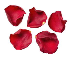 Five vibrant crimson rose petals arranged loosely on a black background.  Each petal displays a rich, deep red hue and a slightly uneven texture.  Defined edges and subtle highlights are visible