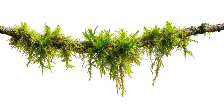Close-up of a lichen-like moss cluster on a branch.  A vibrant green, textured cluster of moss clings to a slender, dark brown branch.  The moss has a feathery, cascading appearance