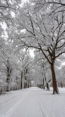 Obraz premium Snowy Winter Trees