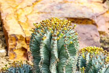 Close-up of top of  stem with small yellow bulbs of Euphorbia polygona, yellowish red rock in...