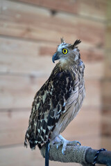 A young eagle standing and looking aside at the zoo