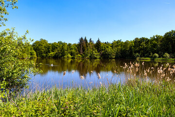 Wild grass and lush vegetation surrounding pond in natural landscape, leafy trees against blue sky, known as the land of 1001 ponds, De Wijers in province of Limburg, Belgium