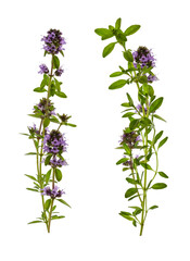 fragrant thyme flowers with purple blossoms