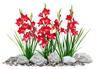 PNG Vibrant red gladiolus flowers arrangement