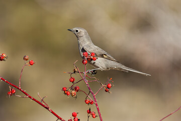Townsends Solitaire