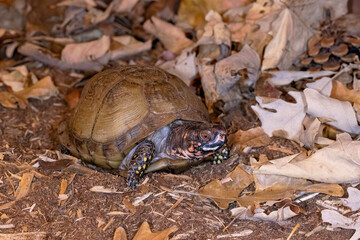 Eastern Box Turtle taken in southern MN under controlled conditions