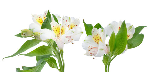 elegant white alstroemeria lily symbolizes friendship