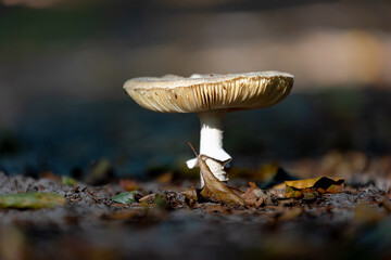 Selective focus of Panther cap mushroom in forest in late summer early autumn, Amanita pantherina also known as the false blusher, and the panther amanita is a species of fungus, Natural background.