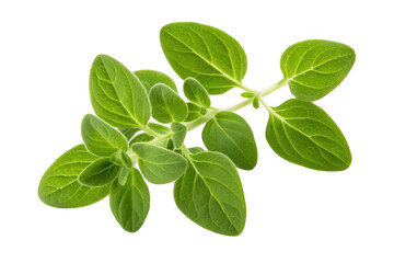 Obraz premium Fresh oregano herb sprig isolated on transparent background