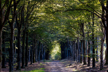 Obraz premium Summer countryside landscape, Gravel path into the forest with warm sunlight in morning, Small street with tree trunks and green leaves, Gelderland is a province in the centre-east of the Netherlands.