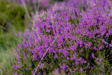 Selective focus bush of wild purple flowers Calluna vulgaris (heath, heide, ling or simply heather)...