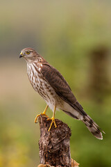 Naklejka premium Sharp-shinned Hawk juvenile perched taken in northern MN